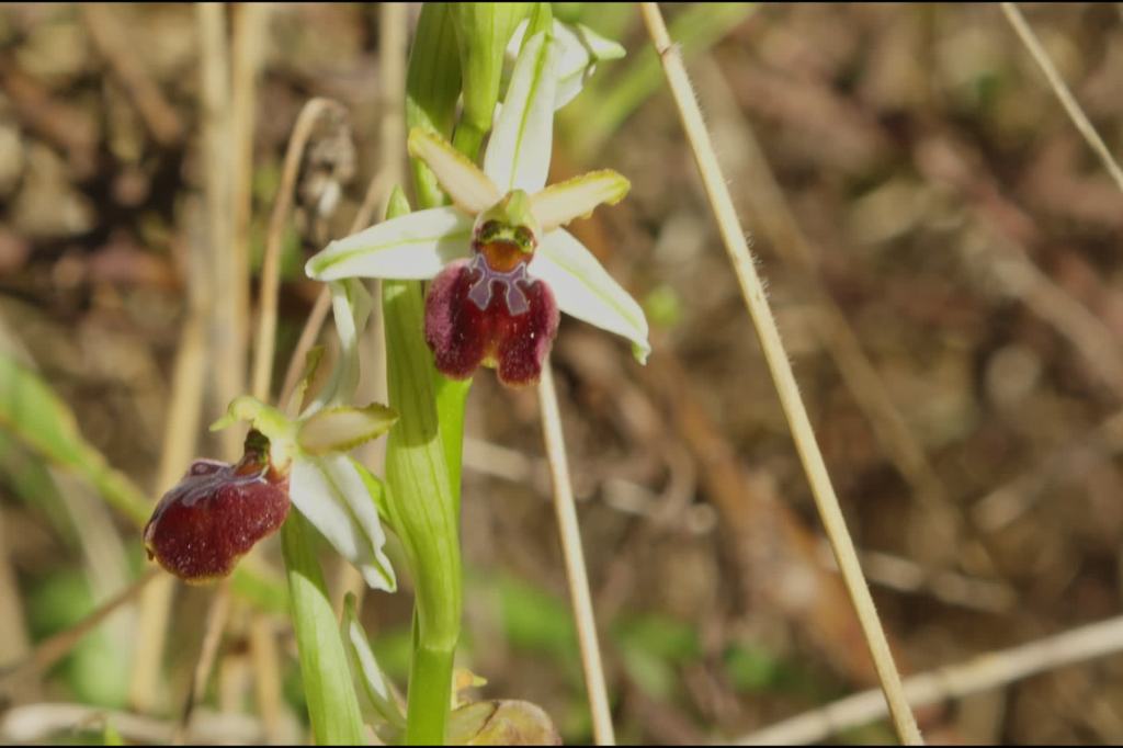 Fiore di orchidea Ophrys nelle cave iblee, che imita la forma di un insetto